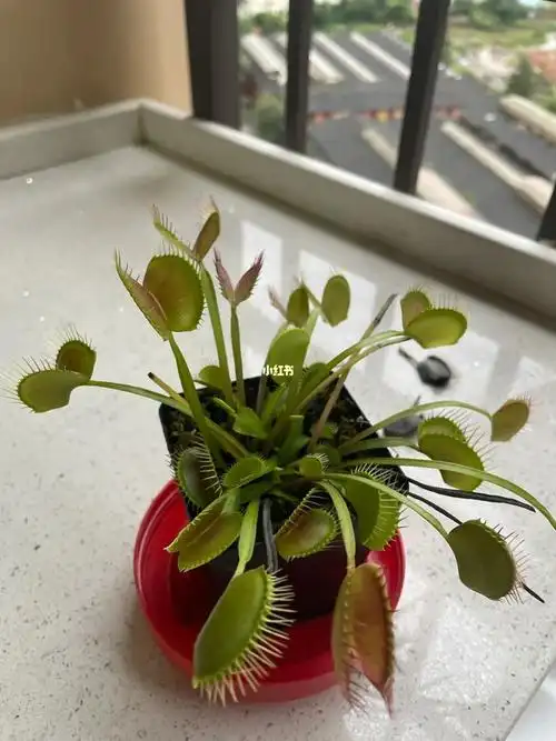 大嘴花的真名叫什么