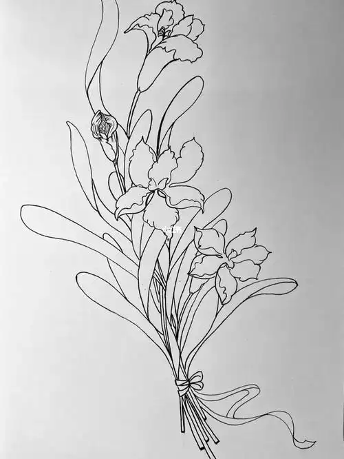 鸢尾花78临摹花见