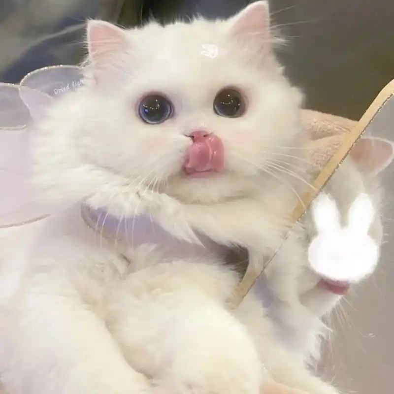 萌萌猫咪头像 可爱甜妹风  "看我这个萌萌的猫咪头像,是不是超级可爱