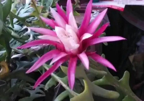 鱼骨令箭多久开花