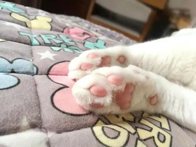 猫咪的小脚丫