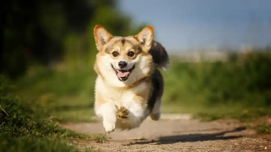 可爱短腿柯基犬高清桌面壁纸