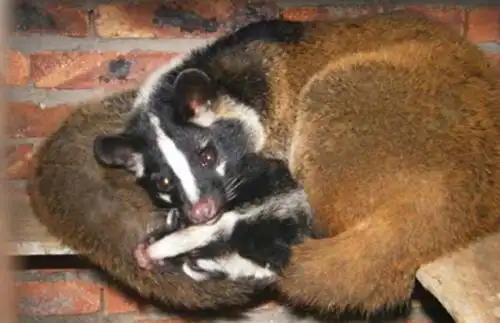 狗狸吃什么食物