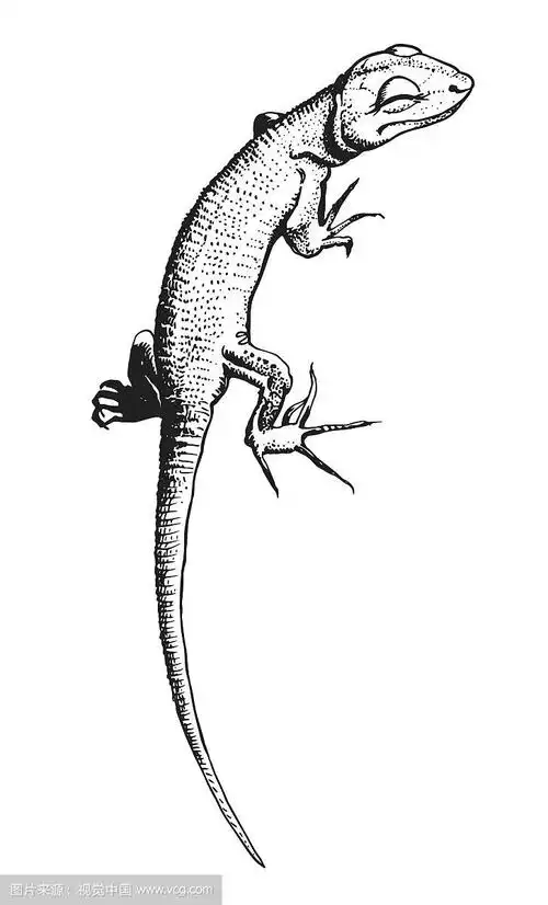 蜥蜴手绘