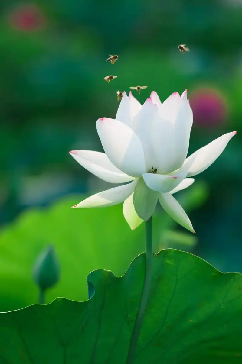 壁纸 花 桌面 996_1500 竖版 竖屏 手机