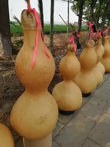 最大的葫芦高二尺半,我活到七十多岁了,也没见过这么大的葫芦!