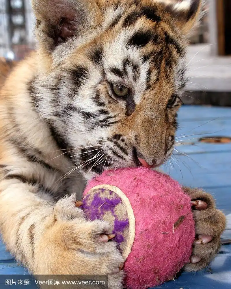 进行中,老虎幼崽,球,婴儿,可爱的