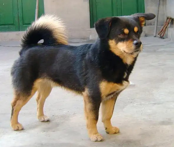 四眼狗是什么意思?