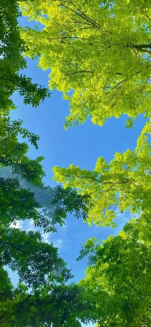 一些绿色系壁纸    #手机壁纸##今日贴纸打卡##聊天背景图