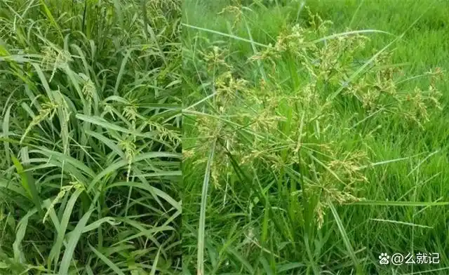 稗草是一种恶性杂草,对庄稼的生长极其不利,那该如何去除呢?