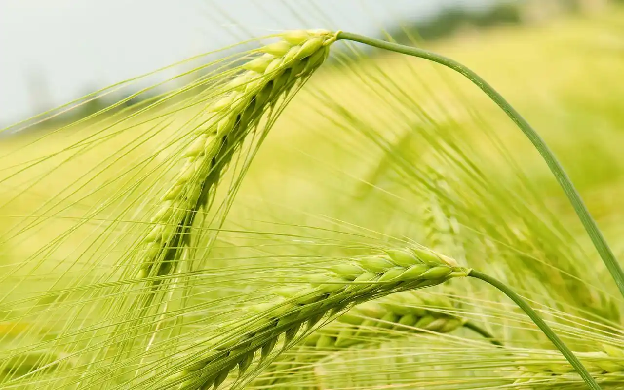 金灿灿的麦穗摄影高清壁纸