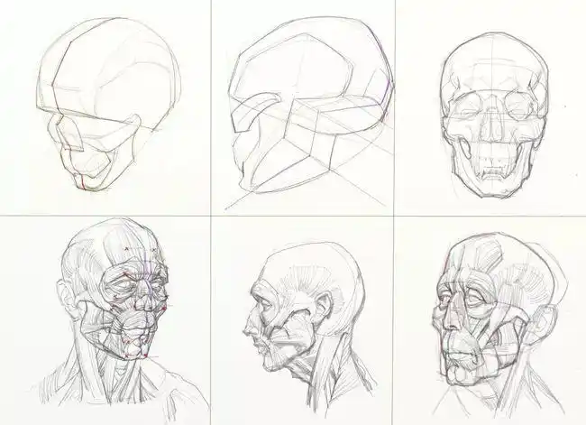 如何记住头部肌肉?从基础到实践的保姆式指导_网易订阅