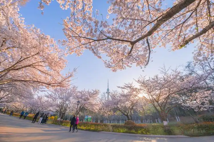青岛中山公园樱花
