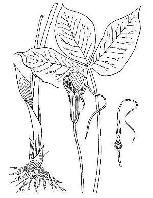 每天一味中草药:"半夏"起沉疴