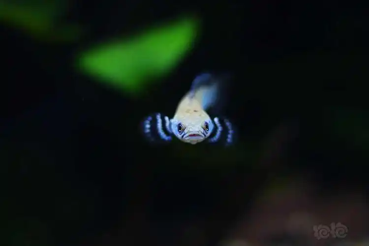 雷龙雷龙鱼喜欢来