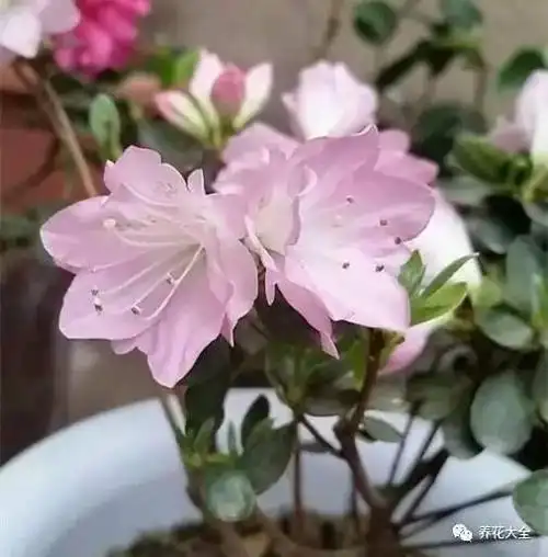 梁溪花都 来源:杜鹃花吧)______小青莲(作者:天涯凝望 来源:踏花行)