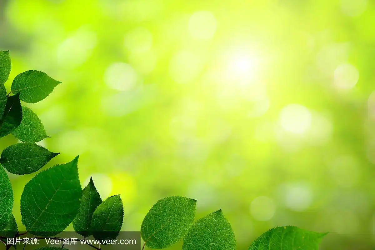 绿色的叶子在淡绿色模糊的背景上