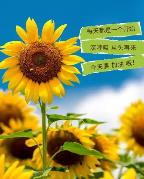 12」早安心语,正能量励志语录句子 早上好阳光语录图片