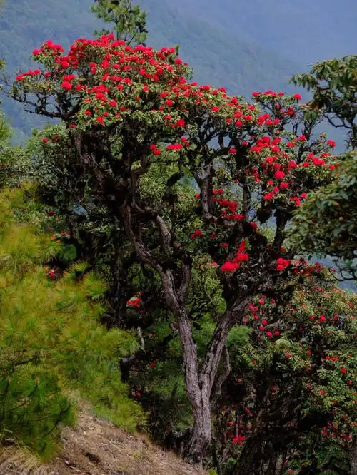 千年杜鹃花你见过吗