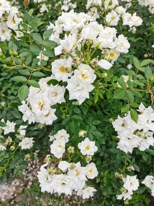 小区绿化带种了很多这种白色月季,看着像宿迁小白花,不过不是单瓣,是