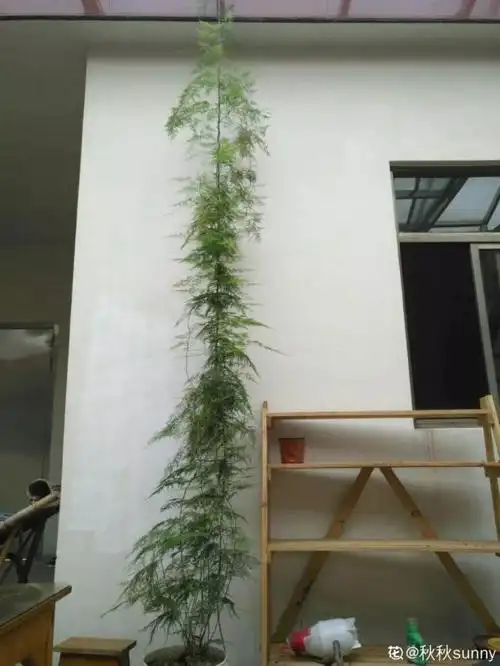 绿萝文竹太好养,用绳子一绑,1个月窜成电视墙!