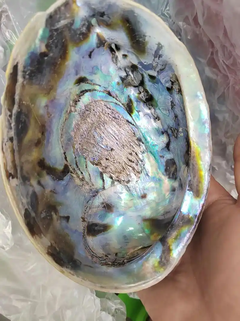 黑金鲍鱼壳,真的不是一般的美,叫炫美.#上热门 #收藏爱好者 - 抖音