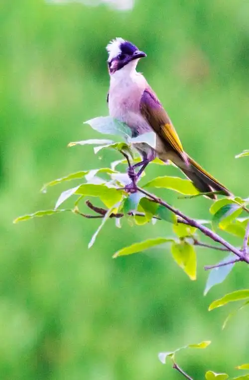 鸟类摄影:夏日的鸟儿叫喳喳_叫声