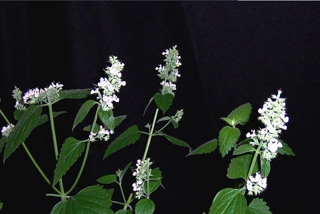 荆芥图百科知识点