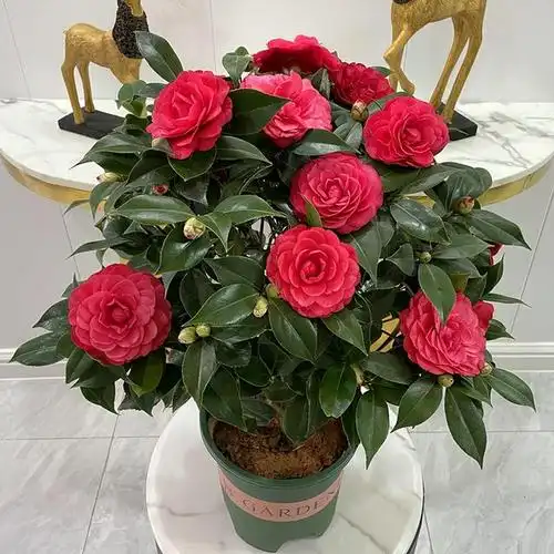 代表富贵吉祥寓意的花,代表富贵吉祥寓意的花朵(到底哪些花是"招财"花