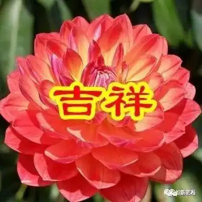 一朵吉祥花,吉祥如意一声祝福能换来爸爸的健康一句问候能换来爸爸的