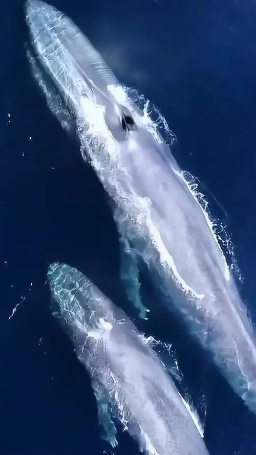 世界上现存最大的动物蓝鲸,体长25米,太震撼了!