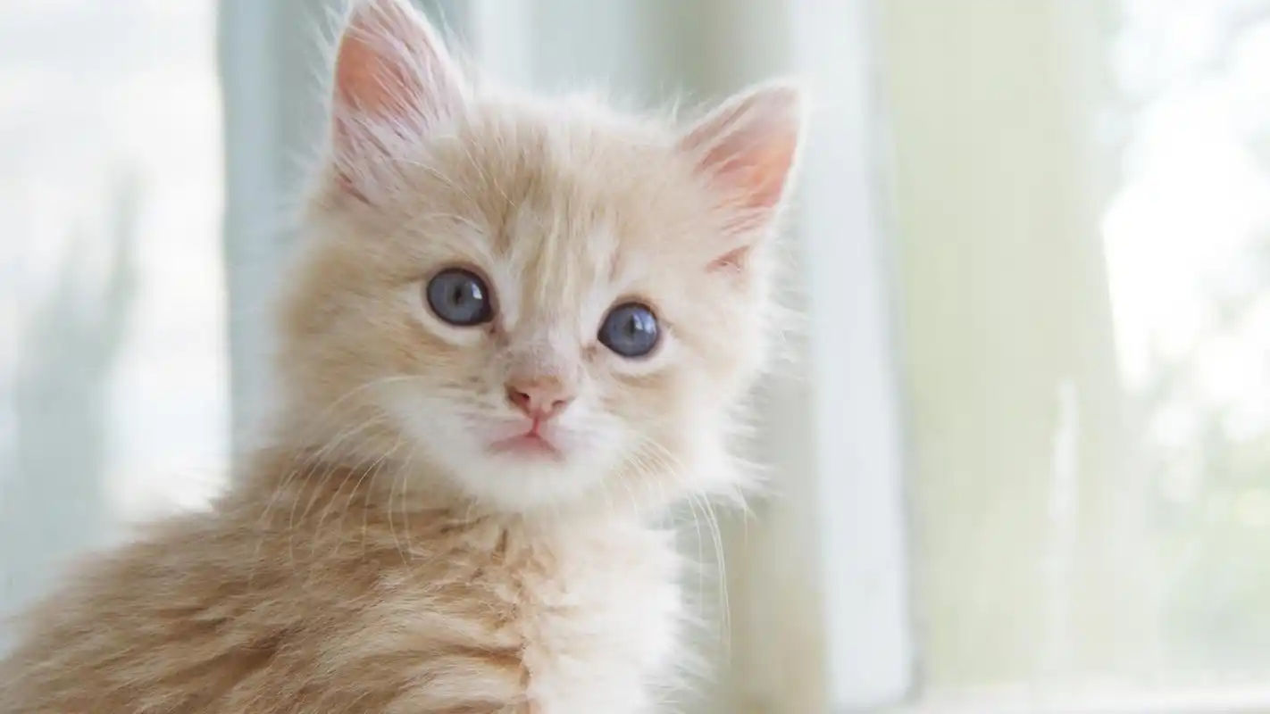 可爱的萌宠喵星人小猫图片桌面壁纸高清