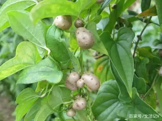 山药果像不像土豆?