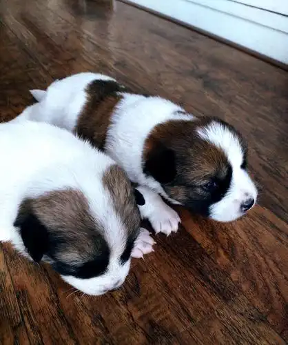 毛色整齐的小花狗找领养,坐标武汉