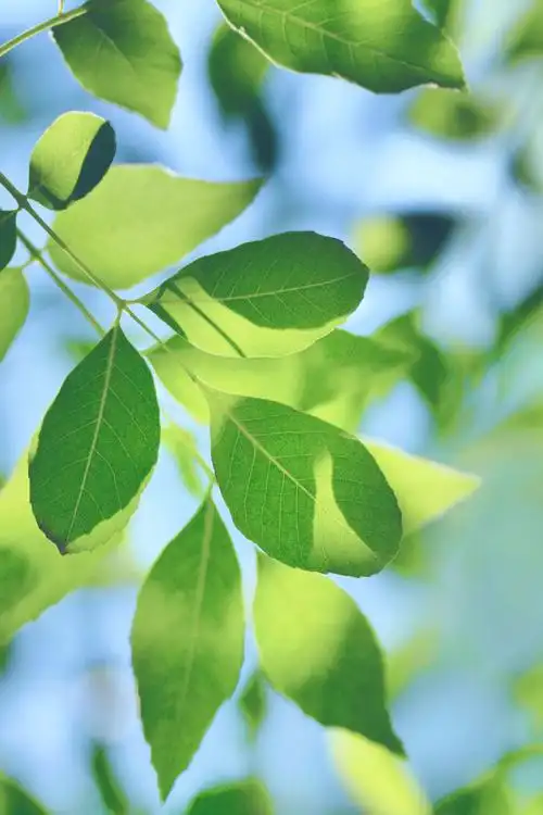 白蜡树的叶子,原创拍摄