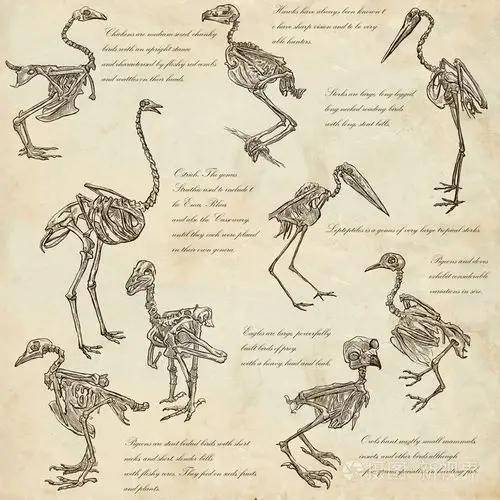 骨头,头骨的不同鸟类-freehands