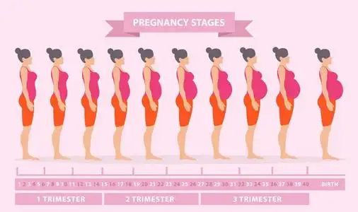 怀孕的女人的身体的变化.怀孕阶段, 三个月和出生, 孕妇和婴儿.