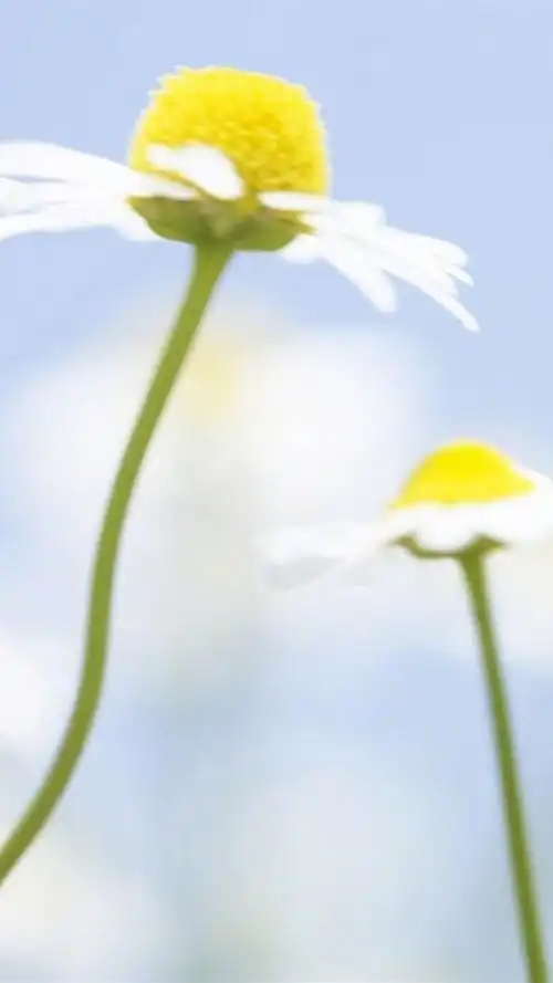 清新唯美植物花卉图片手机壁纸