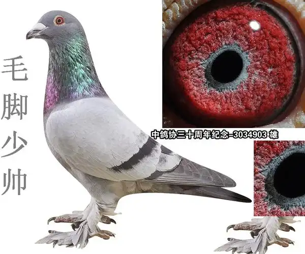 戈马力★大毛脚