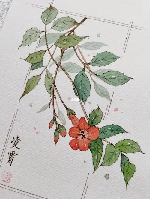 凌霄花钢笔淡彩线稿