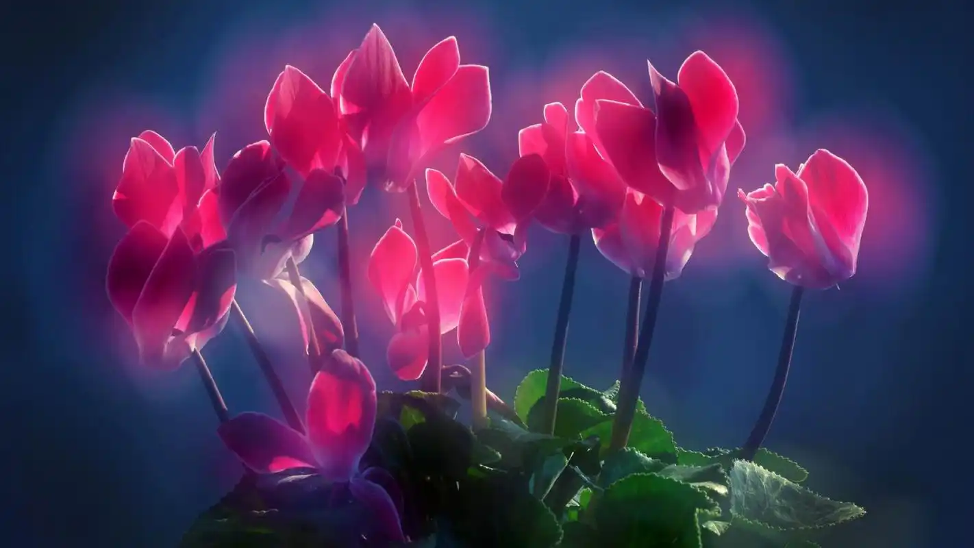 唯美花卉仙客来宽屏电脑桌面主题壁纸下载(二)-植物壁纸-手机壁纸下载