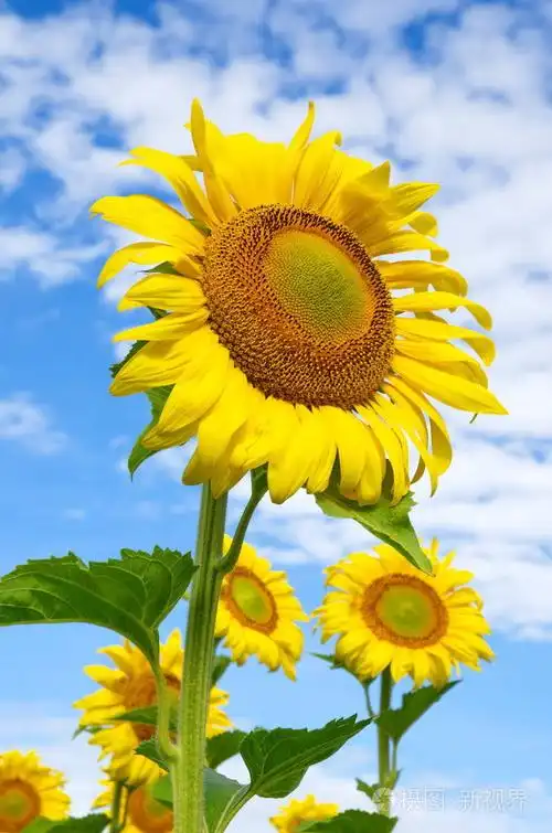 一个夏日盛开的向日葵