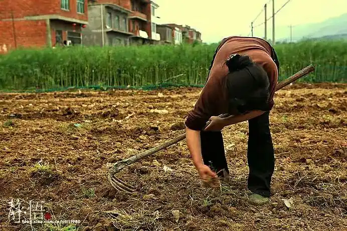 回忆起妈妈在农地里干活的场景!
