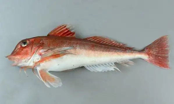 p>短鳍红娘鱼(学名: i>lepidotrigla microptera /i>)是鲂鮄科,红娘