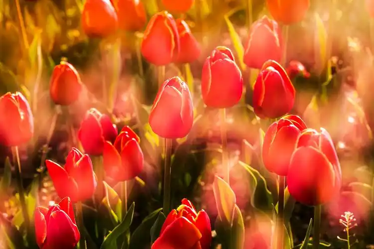 花开花谢花满天