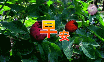 4月12日最新早上好特漂亮的动态祝福图片