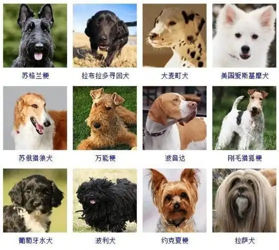 狼犬,伯恩山犬,喜乐蒂牧羊犬,波尔多犬,迷你杜宾,惠比特犬,中国冠毛犬