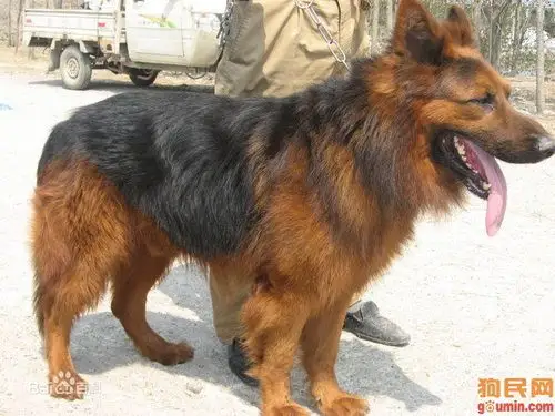 然后还有一种狗叫红狮牧羊犬,长这样