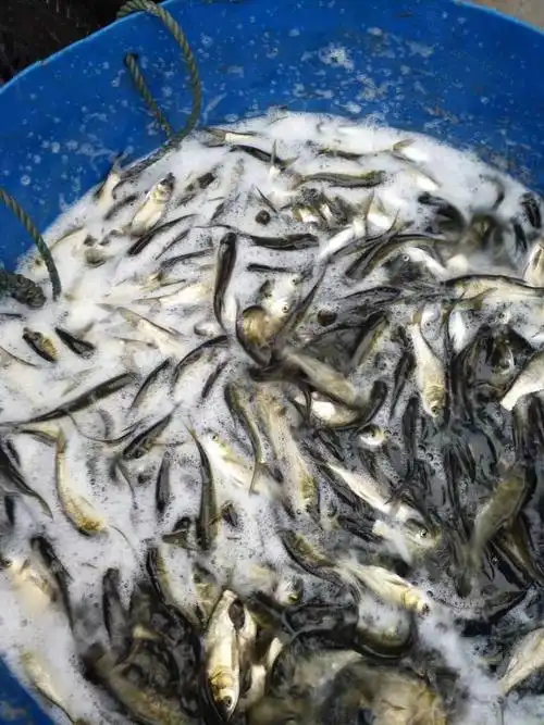 鱼苗 花白鲢鱼苗 包运输下塘 优质鱼苗