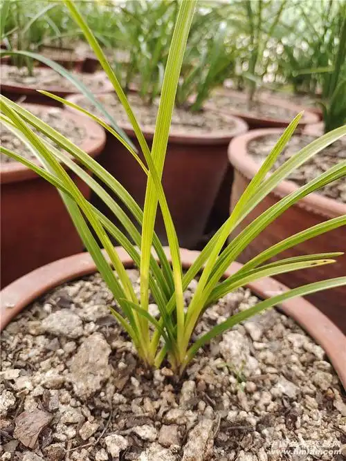 蕙兰黄心草分盆